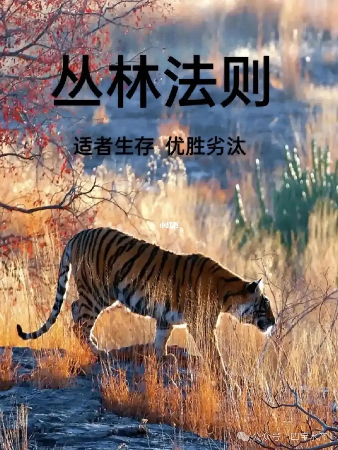 努力的意义(图2)