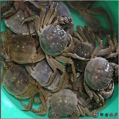 2公螃蟹