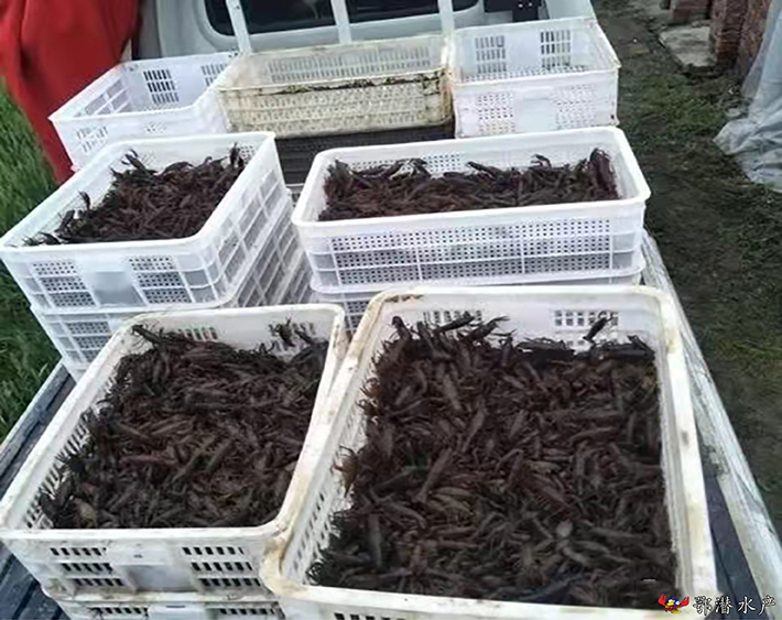 80-120尾潜江小龙虾苗(图2)