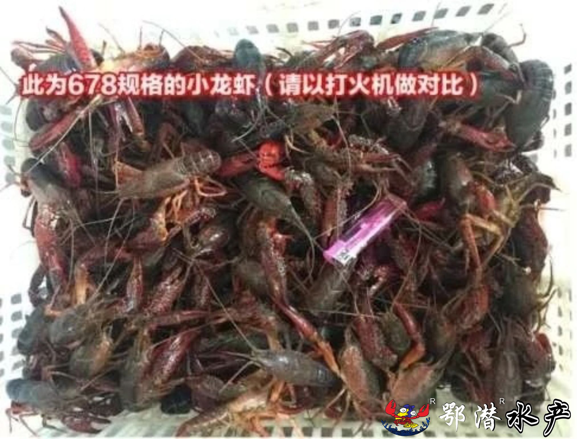 6-8大青(图3)