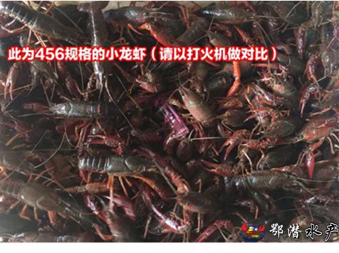 4-6中红(图3)