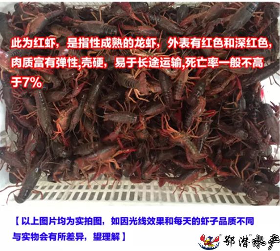 4-6中红(图2)