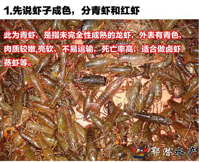 2-4小青(图2)