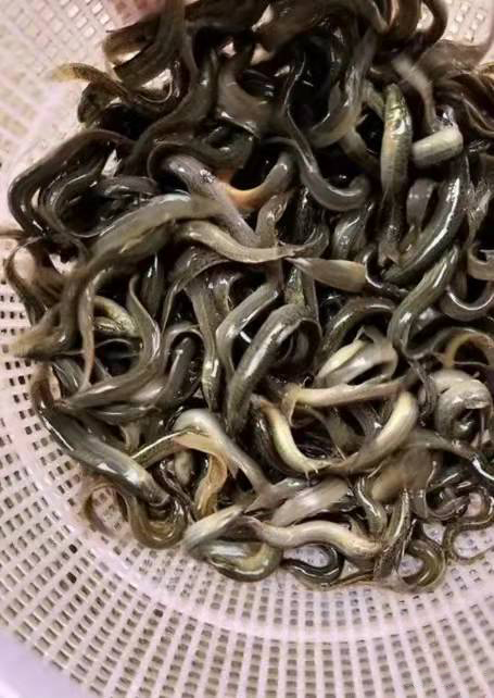 泥鳅(图2)