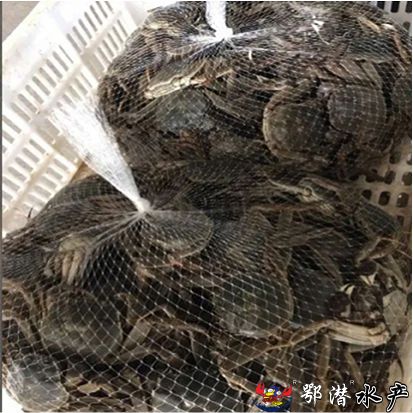 3母螃蟹