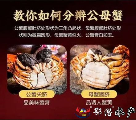 2母螃蟹(图2)