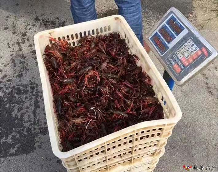 潜江小龙虾苗(图4)
