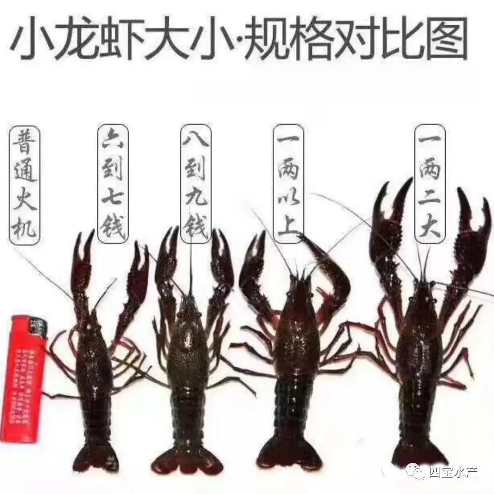 小龙虾从一钱大小长到七八钱需要多久？(图2)