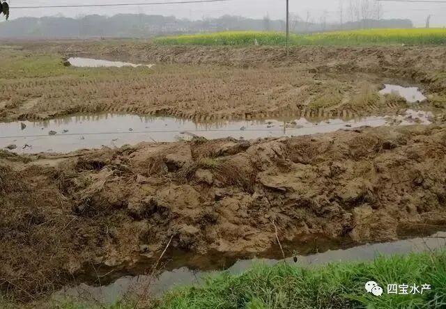 养殖小龙虾如何做整塘、清塘、进水工作您知道吗？(图4)