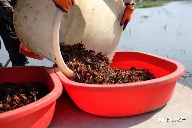 稻虾田开始死虾了，到底是哪些原因造成的呢？看看文章的分析(图1)