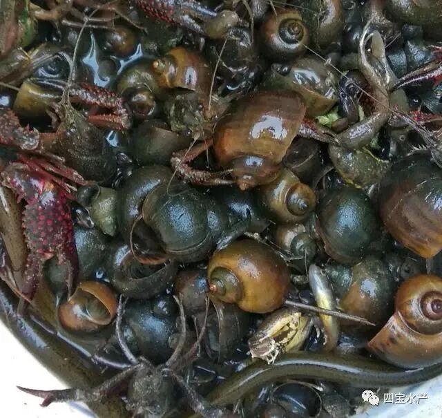 怎样才能保证自己的虾塘一年都不用买虾苗？(图3)