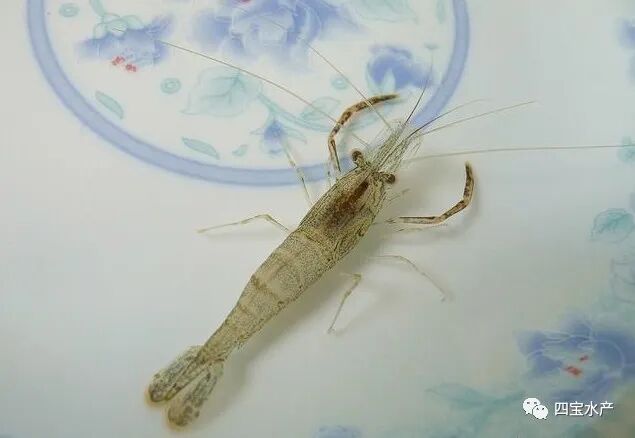 虾苗在离开水多久之内能放养成活？(图2)
